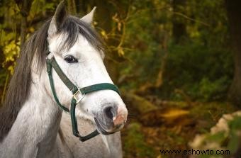 Más de 50 nombres de caballos franceses