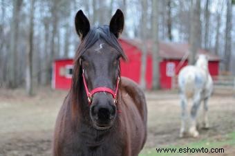 Más de 50 nombres de caballos franceses