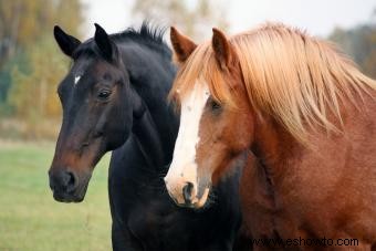 Más de 50 nombres de caballos franceses