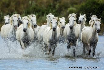 Más de 50 nombres de caballos franceses