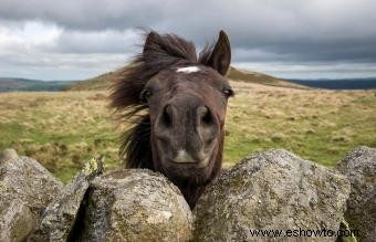 235 nombres de caballos famosos y sus significados