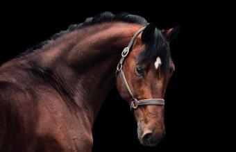 235 nombres de caballos famosos y sus significados