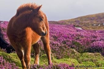 Más de 100 nombres de caballos únicos:¿cuál te habla?