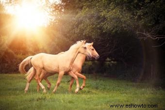 Más de 100 nombres de caballos únicos:¿cuál te habla?