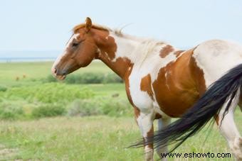 Más de 100 nombres de caballos pintados tan distintivos como su caballo