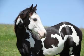Más de 100 nombres de caballos pintados tan distintivos como su caballo