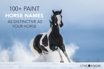 Más de 100 nombres de caballos pintados tan distintivos como su caballo