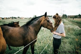 Más de 100 nombres de caballos alemanes populares (con significados)