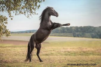 Más de 100 nombres de caballos alemanes populares (con significados)