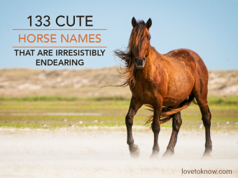133 nombres de caballos lindos que son irresistiblemente entrañables