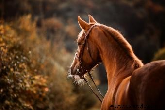 133 nombres de caballos lindos que son irresistiblemente entrañables