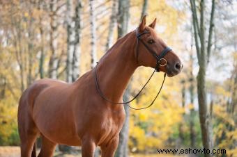 133 nombres de caballos lindos que son irresistiblemente entrañables