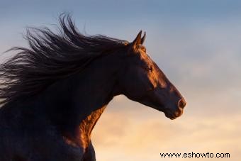 133 nombres de caballos lindos que son irresistiblemente entrañables