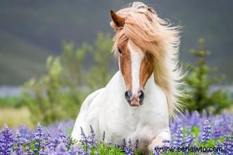 133 nombres de caballos lindos que son irresistiblemente entrañables