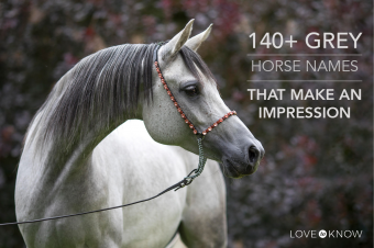 Más de 140 nombres de caballos grises que impresionan