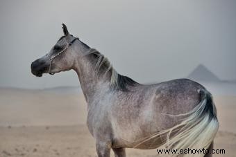 Más de 140 nombres de caballos grises que impresionan