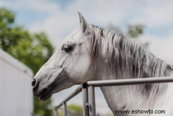 Más de 140 nombres de caballos grises que impresionan