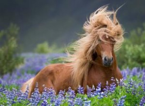 Más de 200 nombres de caballos femeninos para su personalidad única