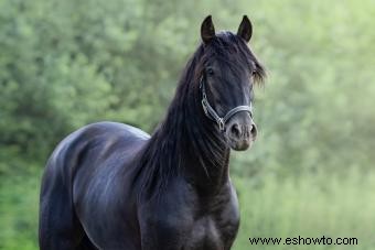 Más de 200 nombres de caballos femeninos para su personalidad única