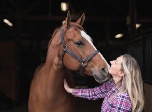 Más de 200 nombres de caballos machos que encajan con su personalidad dinámica