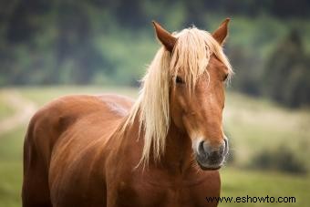 Más de 200 nombres de caballos femeninos para su personalidad única