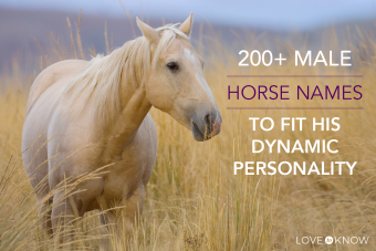 Más de 200 nombres de caballos machos que encajan con su personalidad dinámica