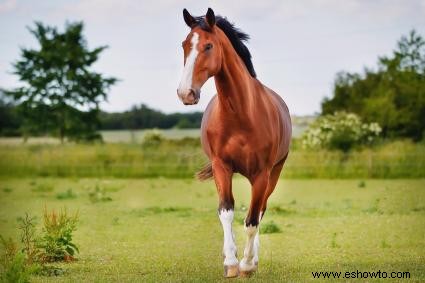 Más de 200 nombres de caballos machos que encajan con su personalidad dinámica