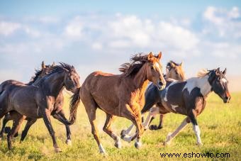 Más de 200 nombres de caballos occidentales:ideas divertidas, famosas y únicas
