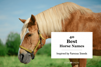 40 mejores nombres de caballos inspirados en corceles famosos