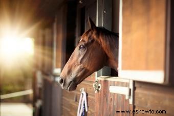 40 mejores nombres de caballos inspirados en corceles famosos