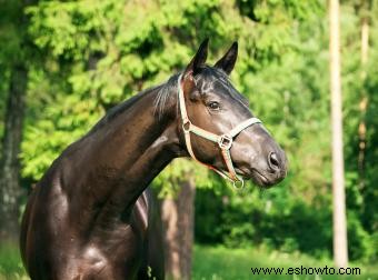 Nombres de caballos marrones