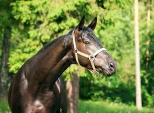 Nombres de caballos marrones