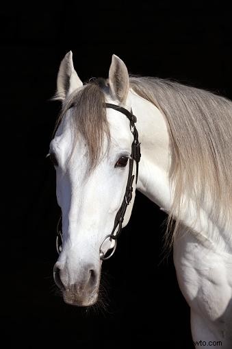 Elegantes nombres de caballos