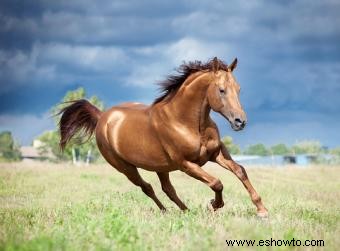 Nombres de caballos marrones