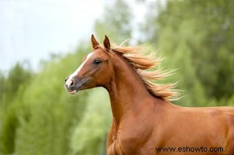 Nombres de caballos rojos