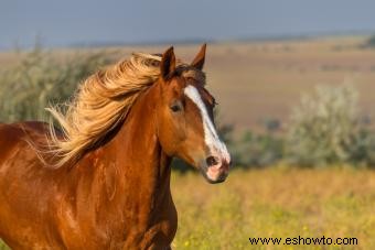 Nombres de caballos rojos