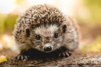 150 mejores nombres de erizo para tu mascota alfiletero