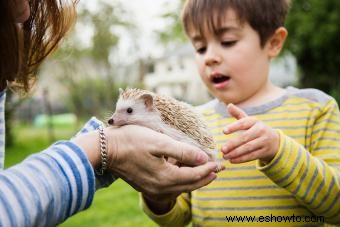 150 mejores nombres de erizo para tu mascota alfiletero