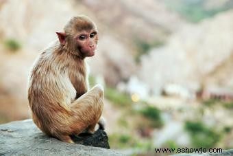 Más de 225 nombres inteligentes de monos para una mascota distintiva