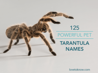 125 Nombres poderosos de tarántulas para mascotas