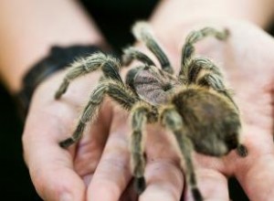 Más de 150 nombres de arañas para mascotas pequeñas con grandes personalidades