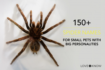 Más de 150 nombres de arañas para mascotas pequeñas con grandes personalidades