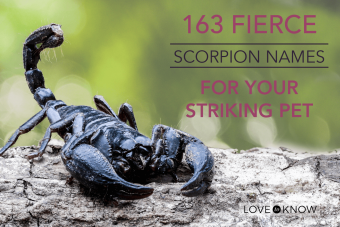 163 nombres de escorpiones feroces para tu mascota llamativa