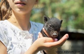 Más de 50 adorables nombres de cerditos barrigudos