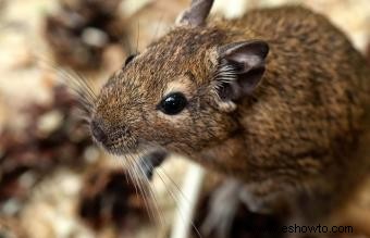 Las mejores mascotas exóticas pequeñas que son fáciles de tener