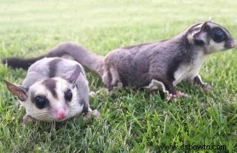 Las mejores mascotas exóticas pequeñas que son fáciles de tener