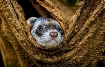 Las mejores mascotas exóticas pequeñas que son fáciles de tener