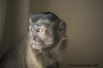 Comprar un mono mascota