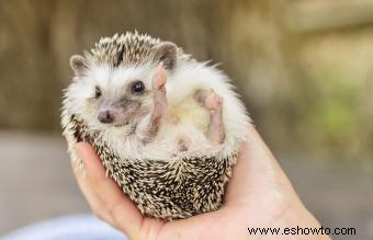 Costos, datos y cuidados del erizo como mascota