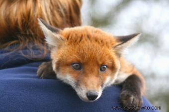 ¿Se puede tener un zorro como mascota? Lo que necesita saber